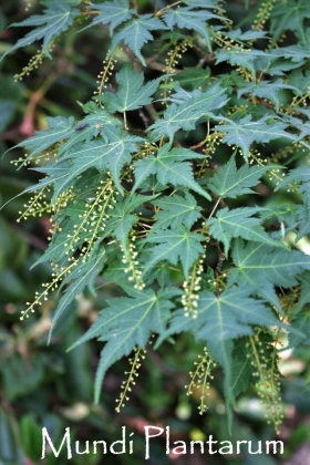 Acer micranthum Mundi Plantarum